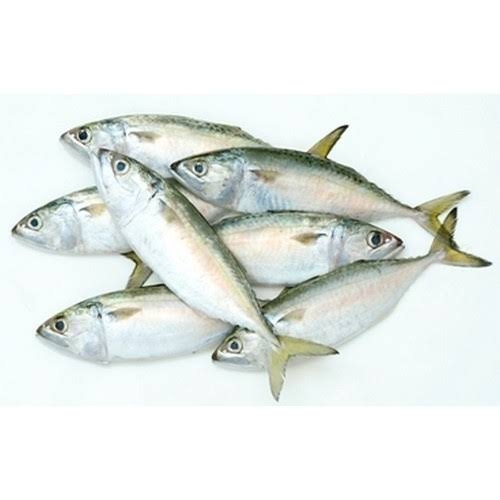 MACKEREL SMALL /Ayala/അയല