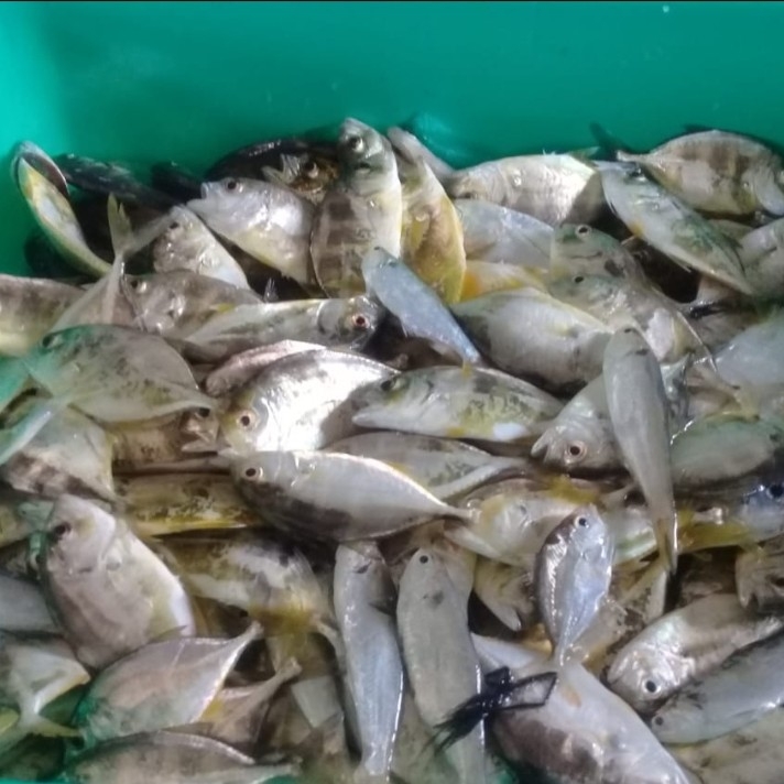Mixed small fish/ചെറു മീൻ