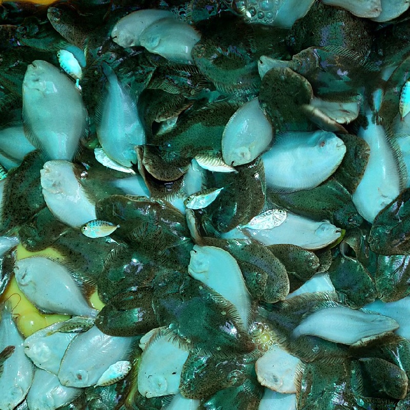 SOLE FISH SMALL / നങ്