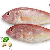 PINK PERCH / കിളിമീൻ