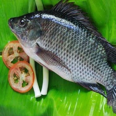 Tilapia /തിലോപി