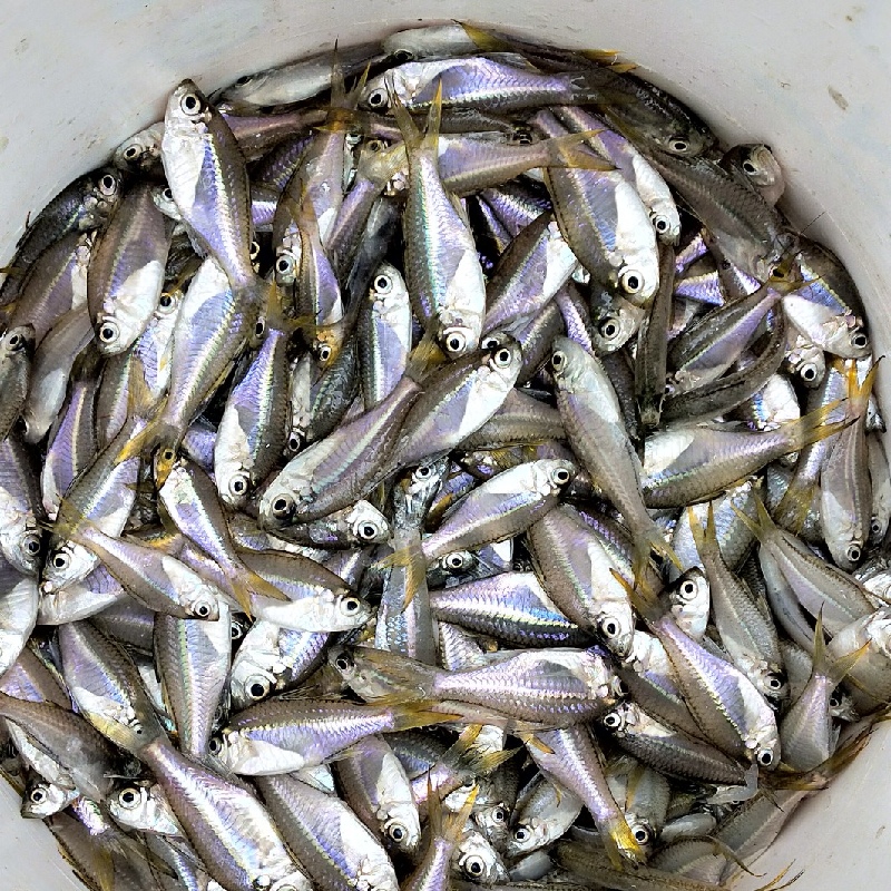 FALSE WHITE SARDINE /നന്ദൻ Nandan