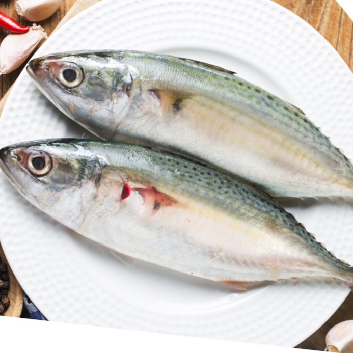 MACKEREL Medium /Ayala/അയല