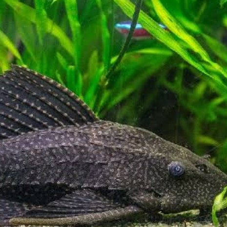 Black Pleco