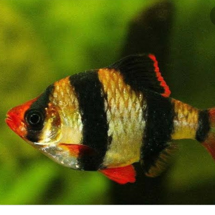Tiger Barb's