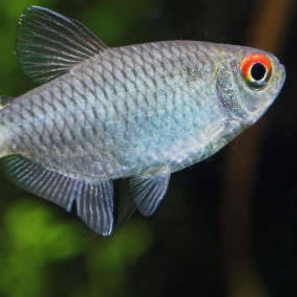 Red Eye Tetra
