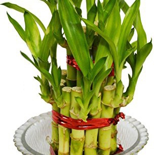 Bamboo Plant