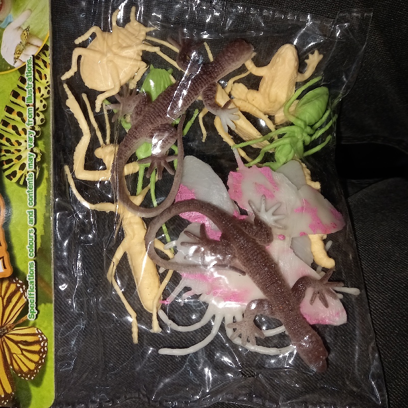 Animal set insects