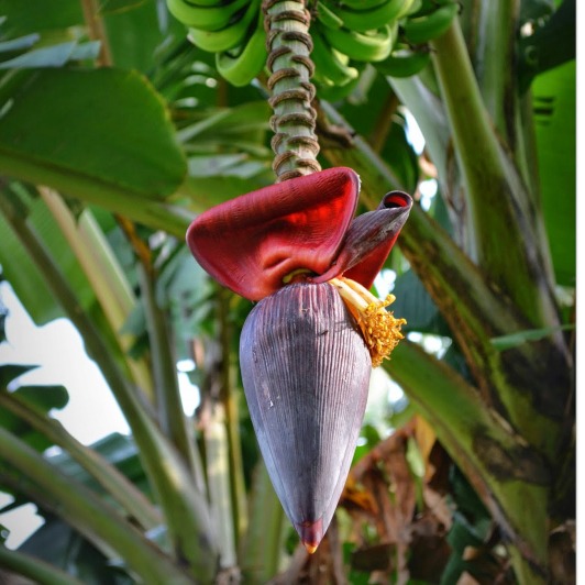 Banana Flower