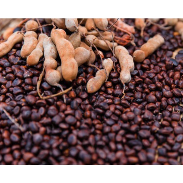Tamarind -seed
