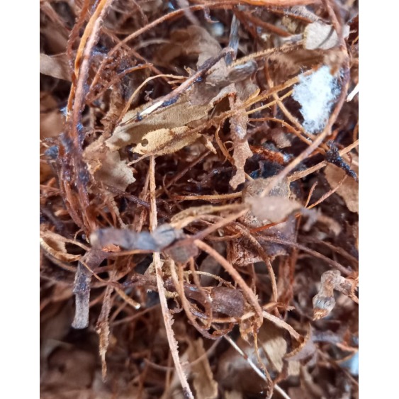 Tamarind- Resha & Chhilka