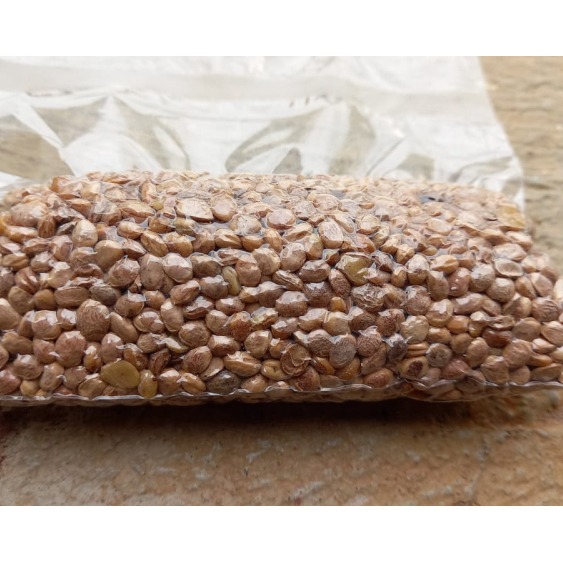 Chironji Nuts- 100 Gm