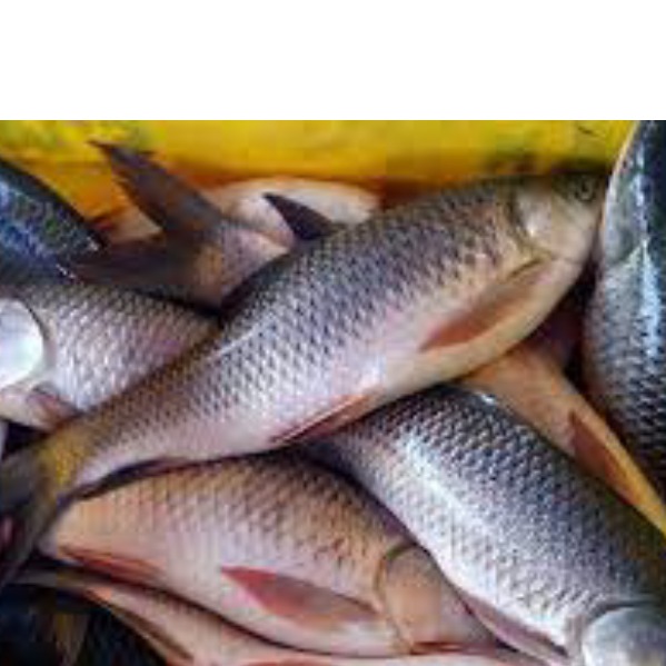 195945 Potassium Hydroxide 500 gm