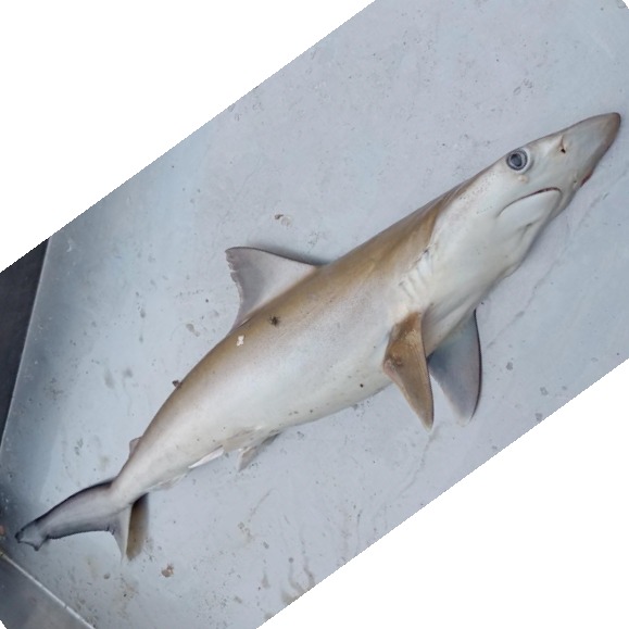 038101 500gm Xylitol for Biochemistry