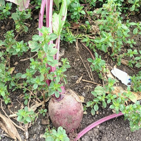 Organic Beetroots