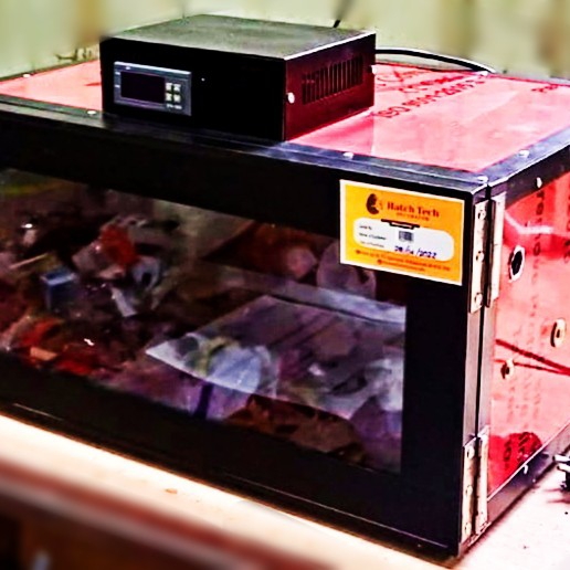 BROODER 50 FOR BIRDS CHICKS