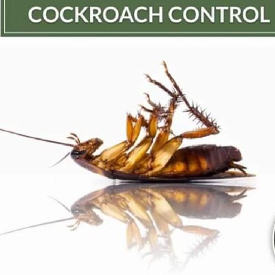 Coackroach killer