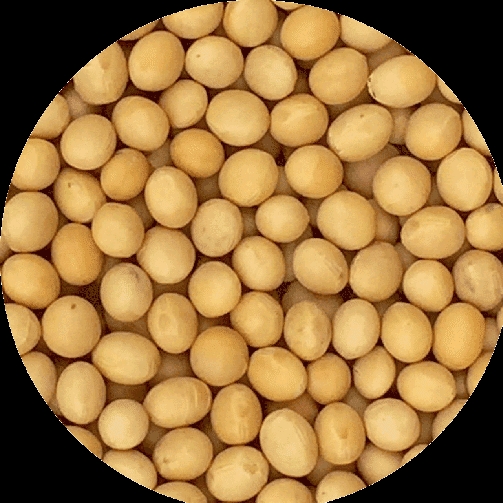 Soyabin 1Kg