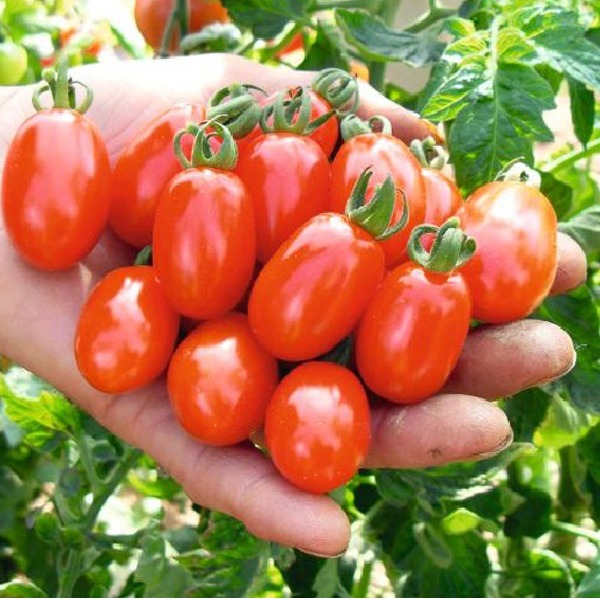 Cherry Tomato