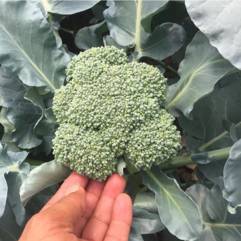 Brocoli