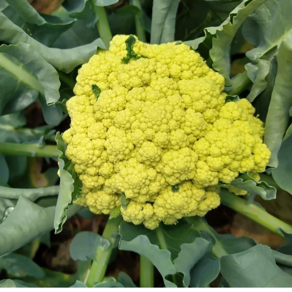Cauliflower-Yellow