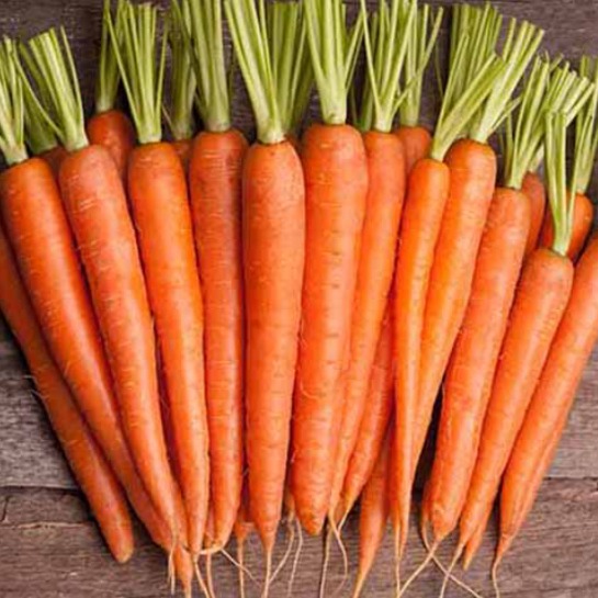 Carrot