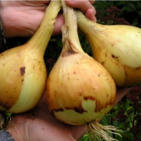 Onion