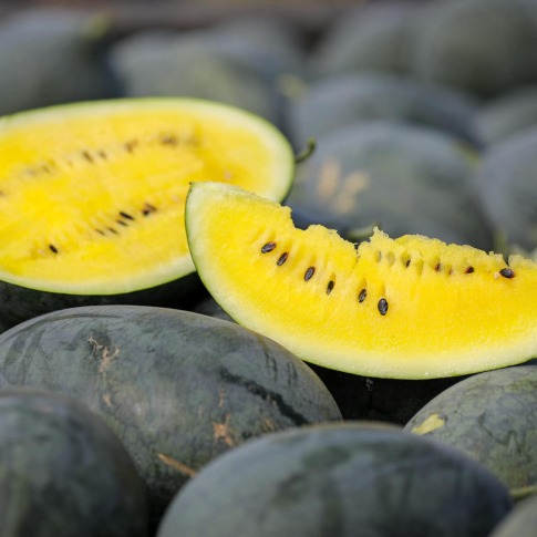 Watermelon-Yellow