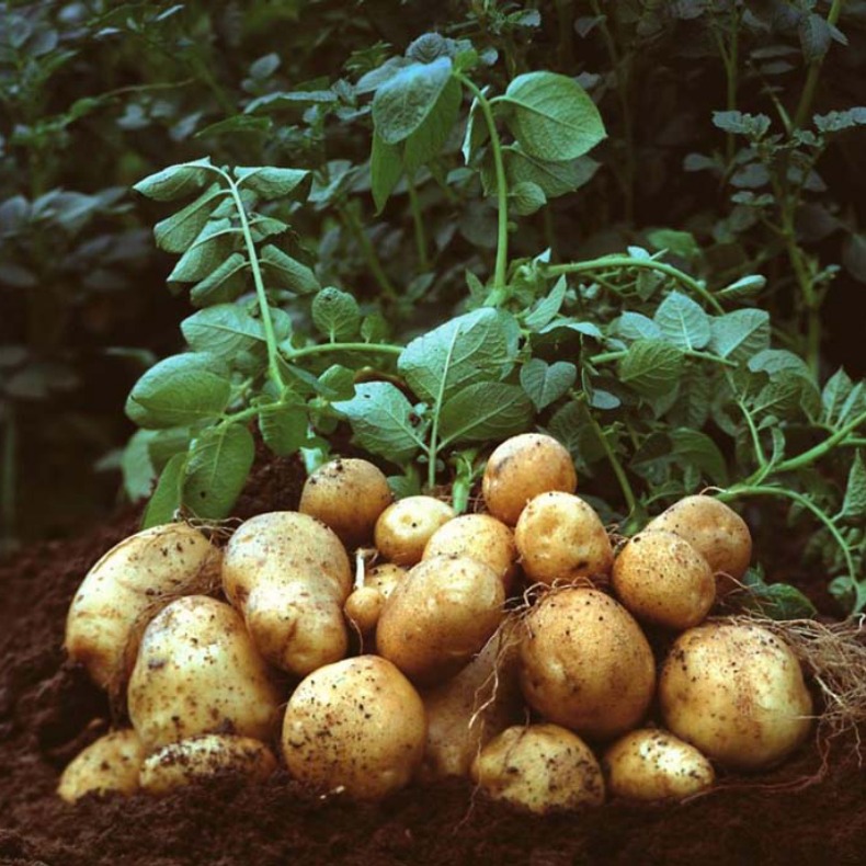 Potato