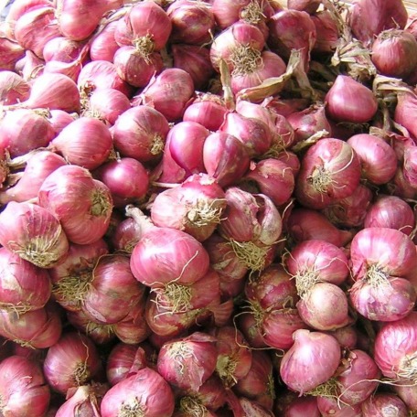Red Garlic