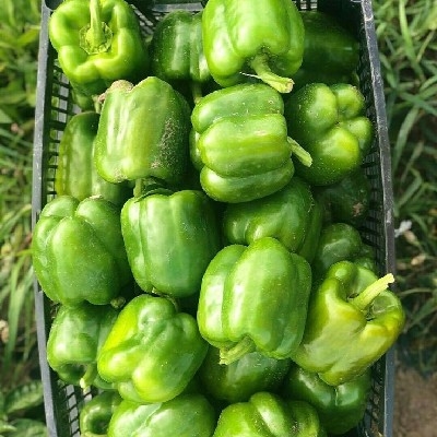 शिमला मिर्च