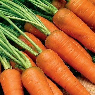 carrot (गाजर)