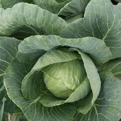 Patta Gobhi (पत्ता गोभी)