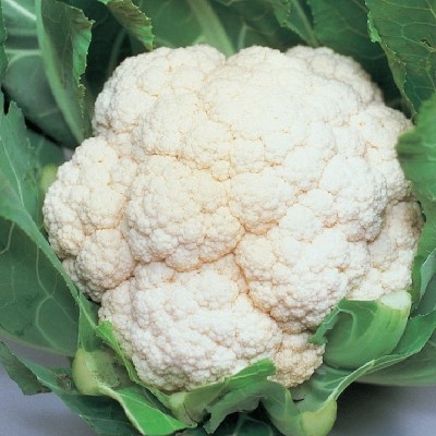 Phool Gobhi (फूल गोभी)