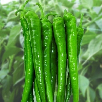 Green Chili ( हरी मिर्ची )