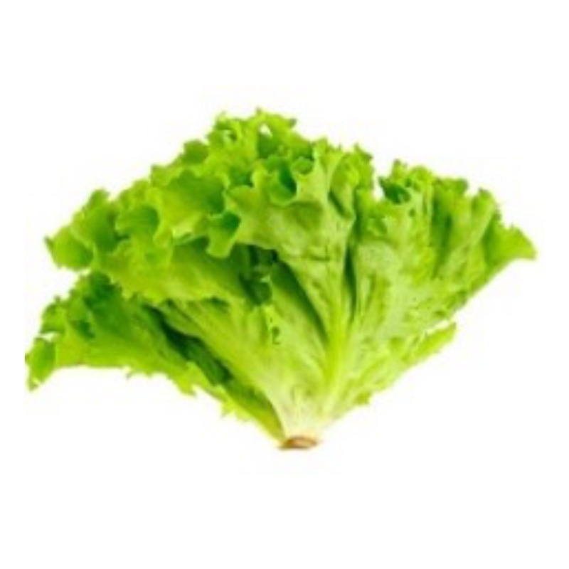 ဆလပ်ရွက် (lettuce)