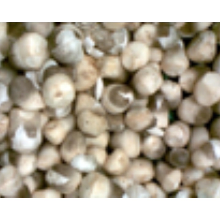 ကောက်ရိုးမှို (Straw Mushroom) 1Kg
