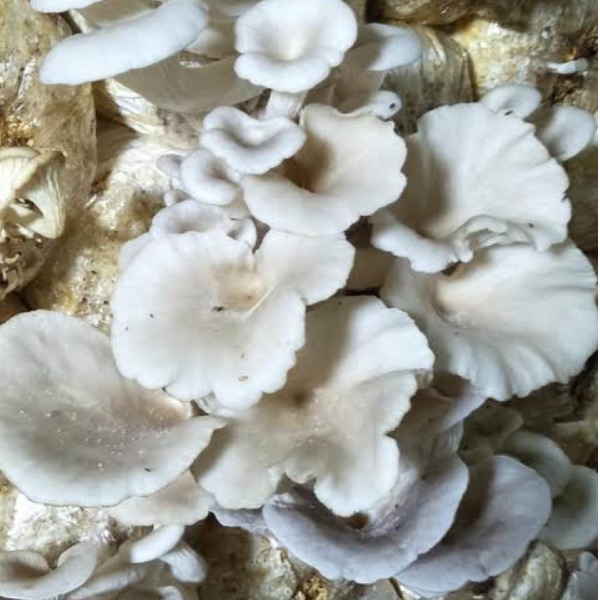 ငွေနှင်းမှို (White Mushroom) 1Kg