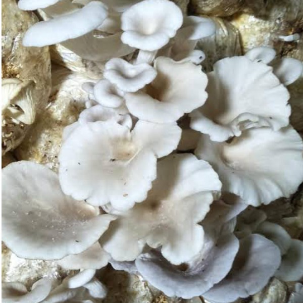 ငွေနှင်းမှို (White Mushroom) 500g